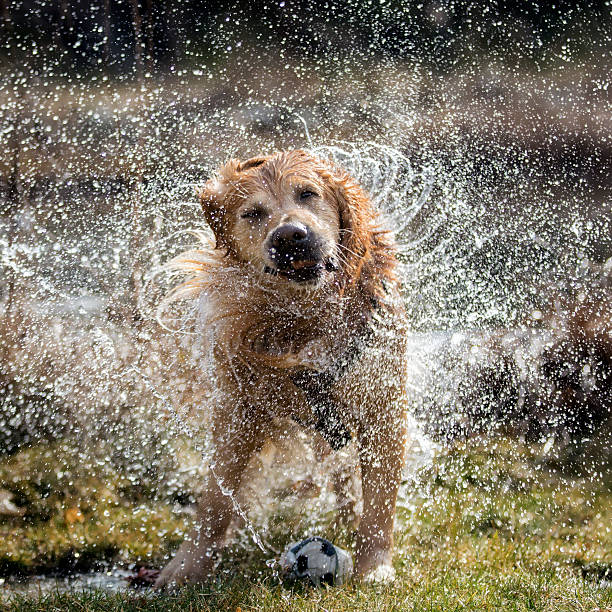 dog-shaking-off-water-picture-id468608710
