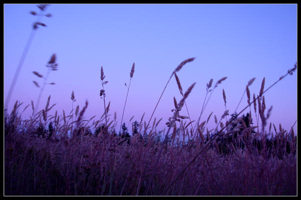 purple_waves_of_grain_by_indigohippie.jpg