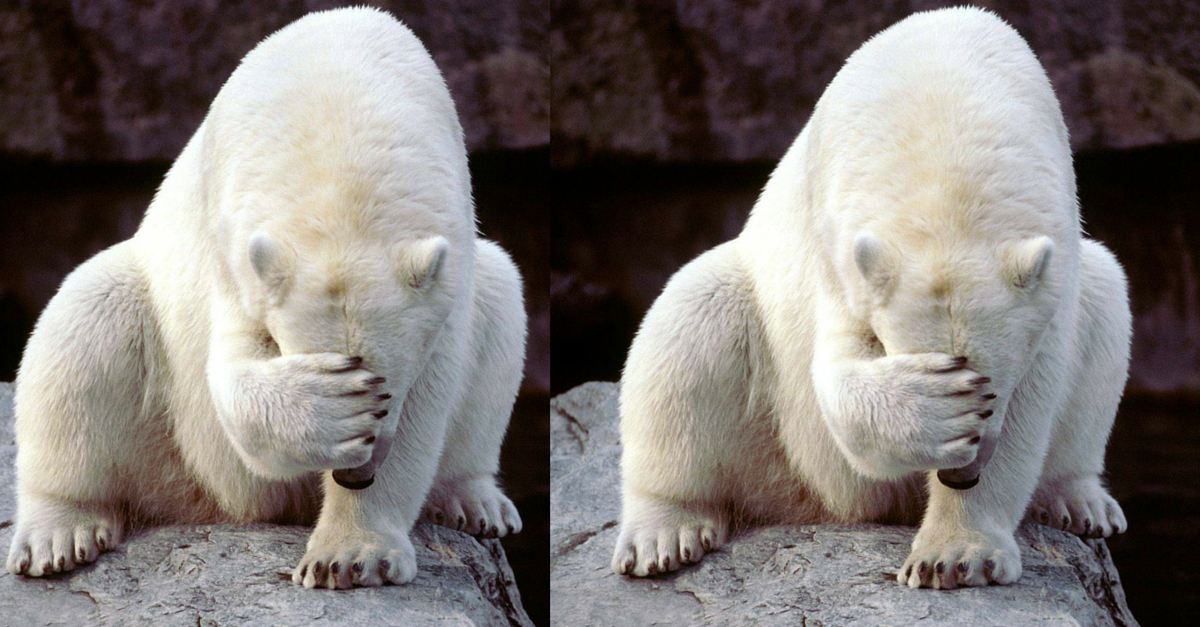 polar-bear-fb-ad2-20151022.png