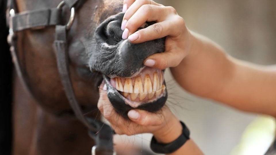 horse-teeth-canva-4-4-22.jpg