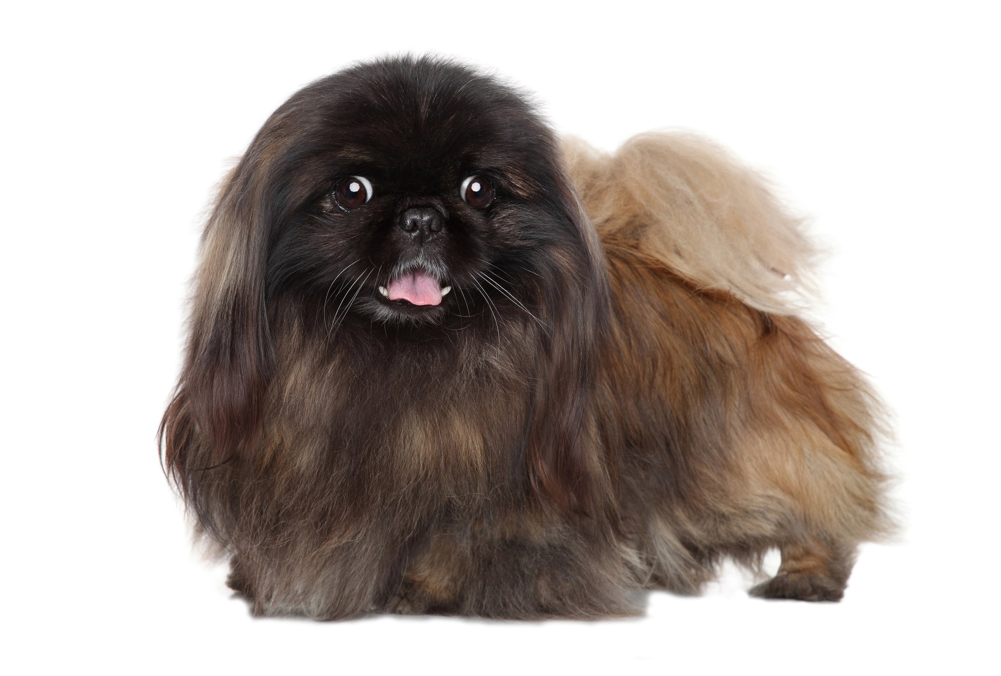 Pekinese-Hund-Profil.jpg