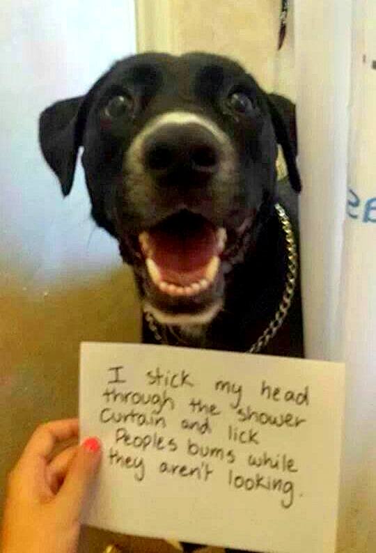 8.21.14-Best-Dog-Shaming-Photos12.jpg