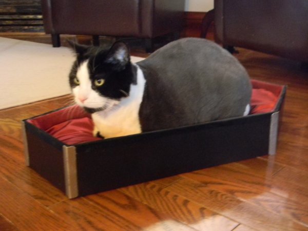 coffin-cat-bed1.jpg