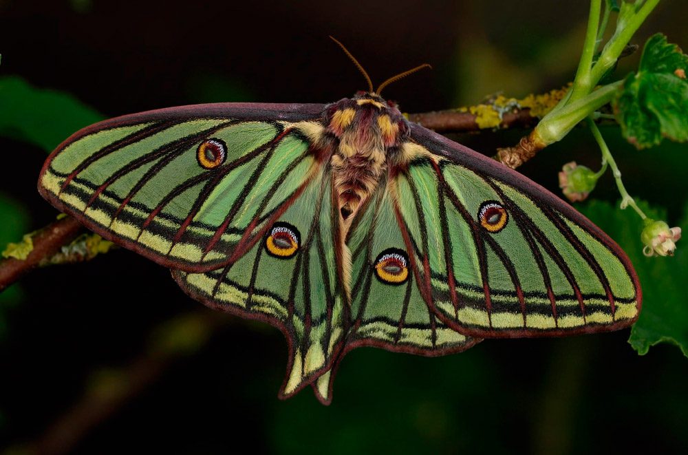 actias-isabellae.jpg