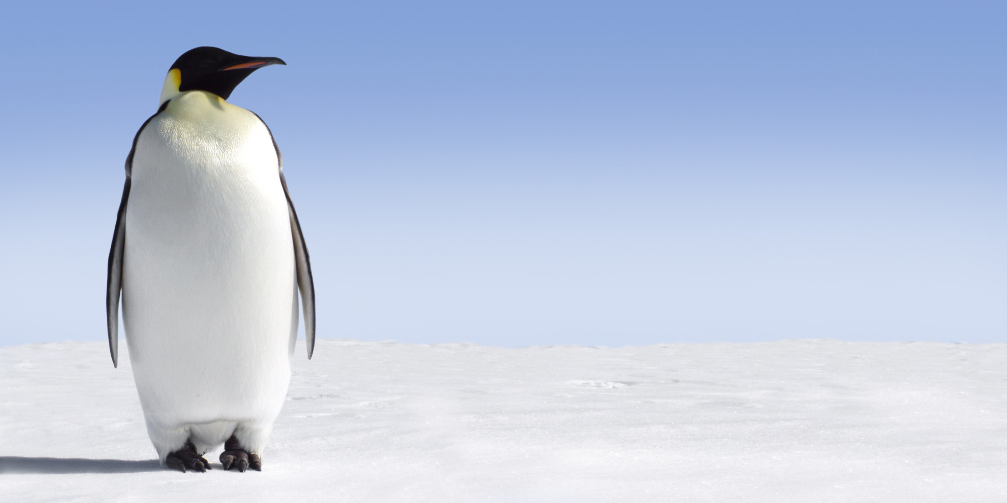 o-EMPEROR-PENGUINS-facebook.jpg