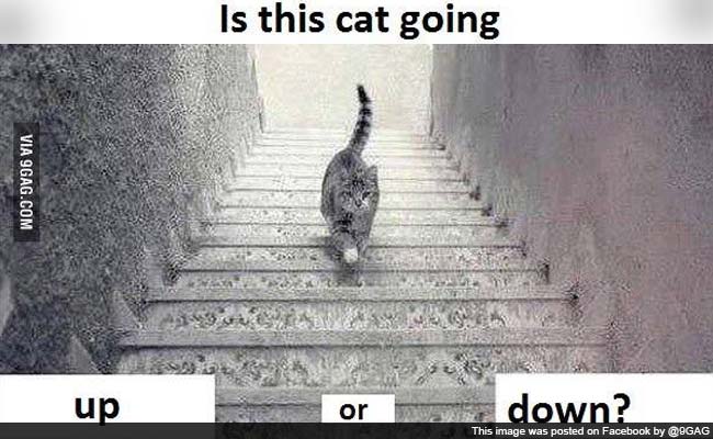 cat-going-up-or-down-the-stairs_650x400_81428915080.jpg