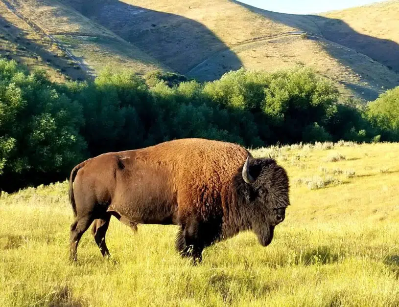 everything-to-know-about-bison-hunting-featured.jpg