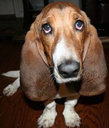 BassetHoundWalterDogRescue1.jpg