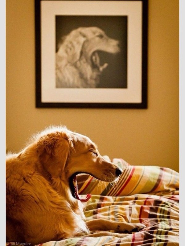 yawning-dog.jpg