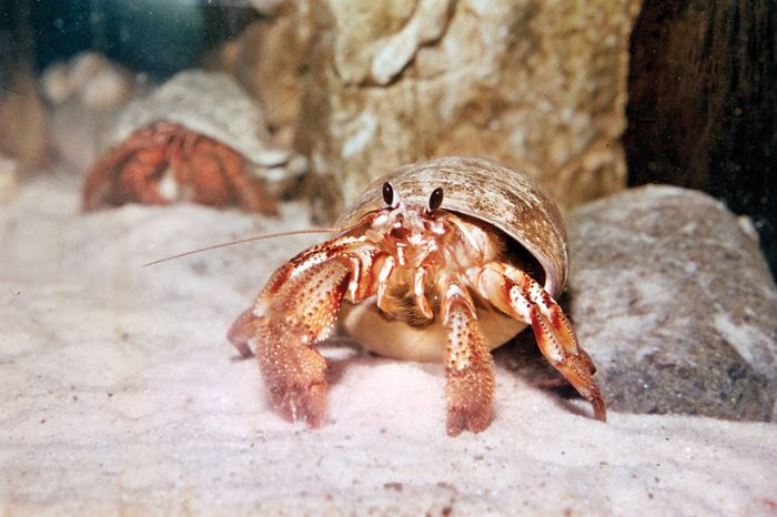 Hermit-crab.jpg