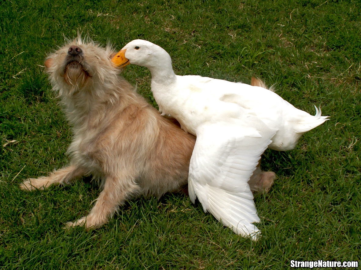 duck-attack.jpg