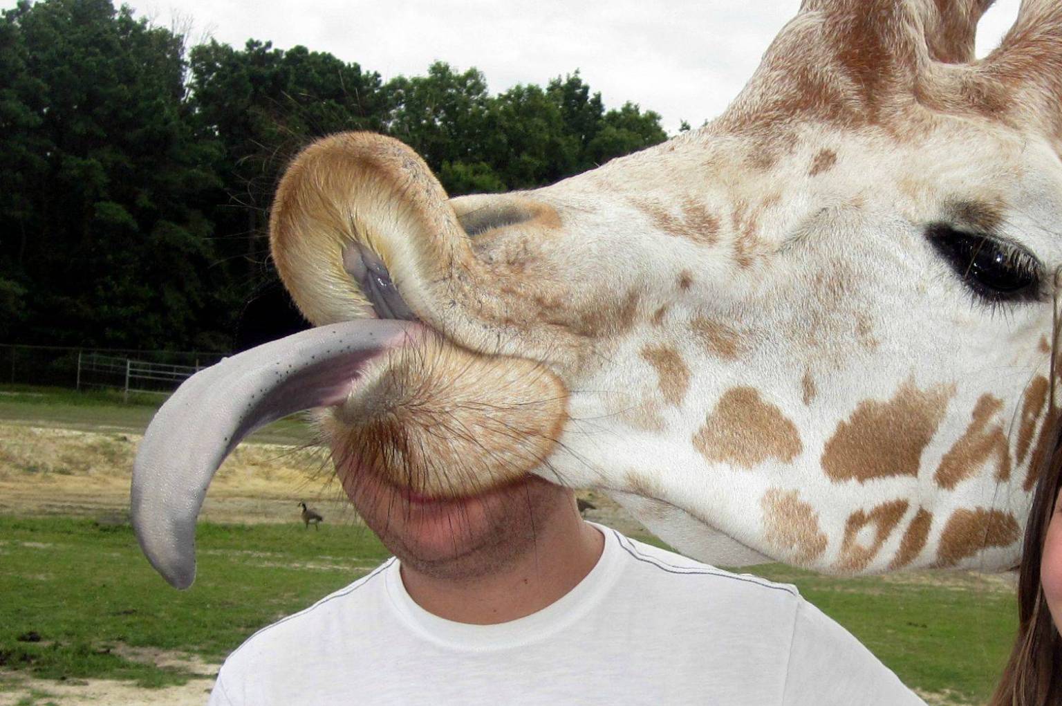 o-GIRAFFE-PHOTOBOMB-facebook.jpg