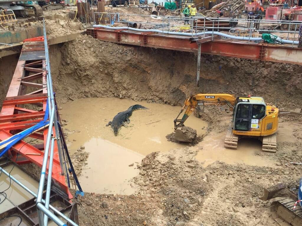 crocodile-constuction-pit.jpg