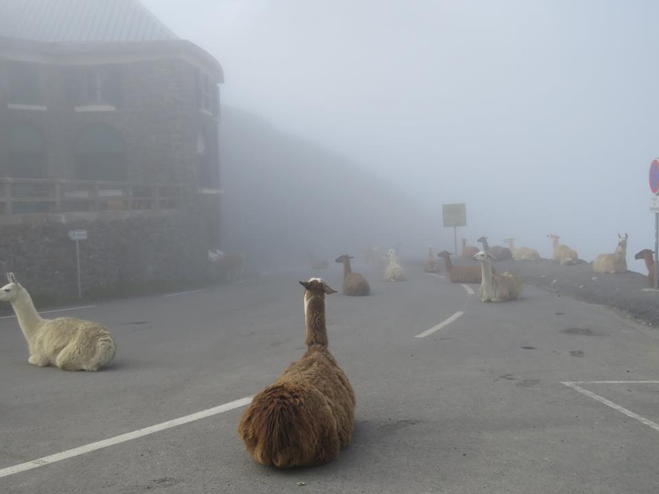 tour-de-france-llamas-links.jpg