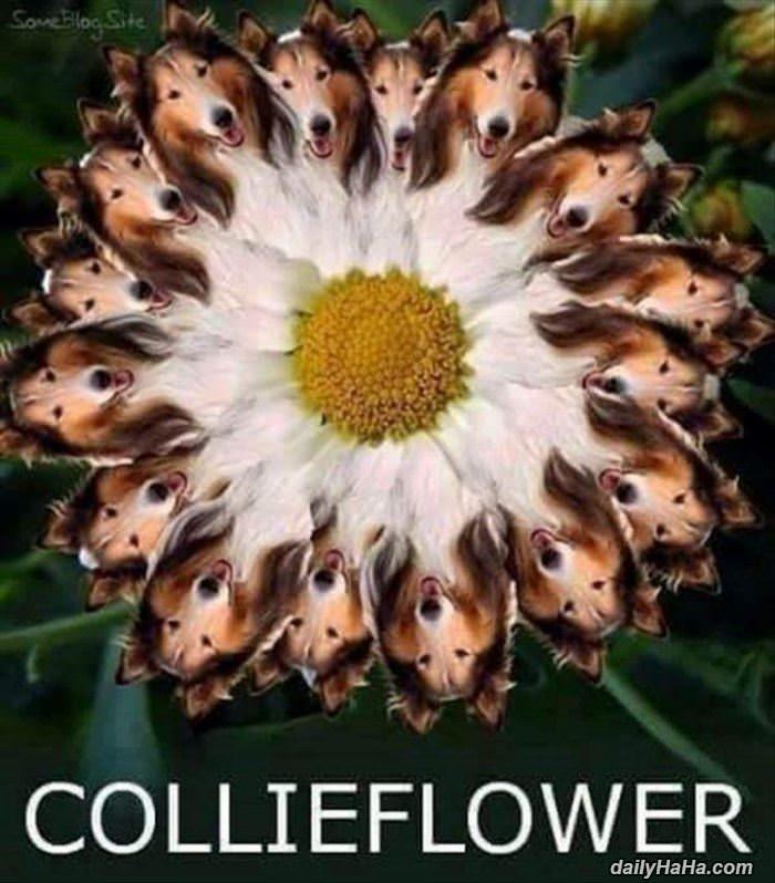 a_collieflower.jpg