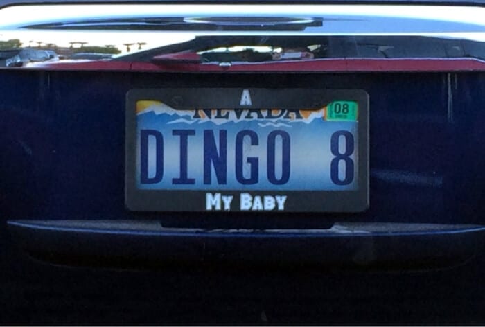 DINGO-8-MY-BABY.jpg