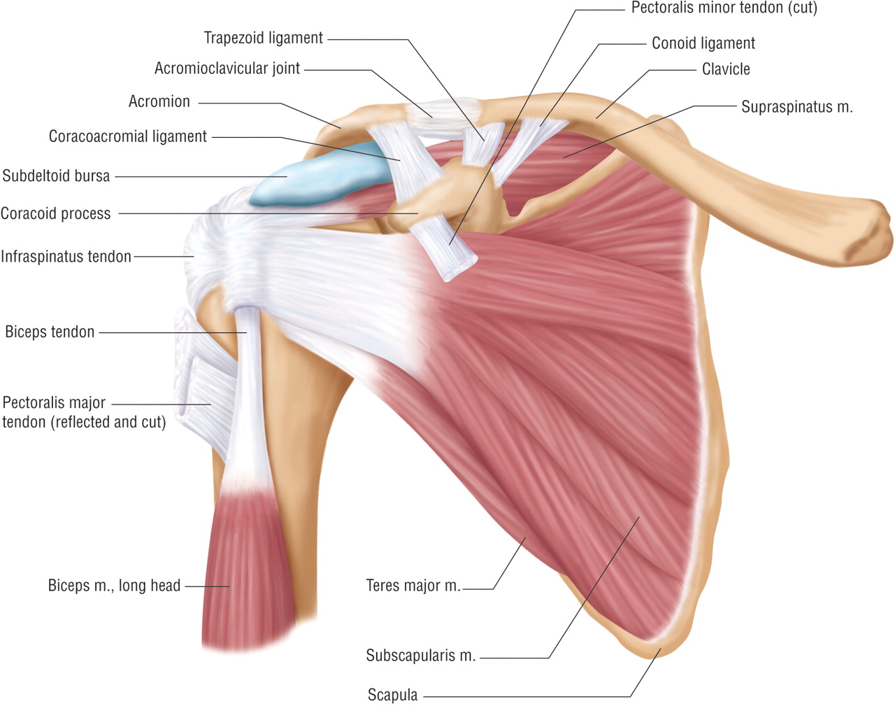 shoulder-muscle-anatomyy-1.jpg