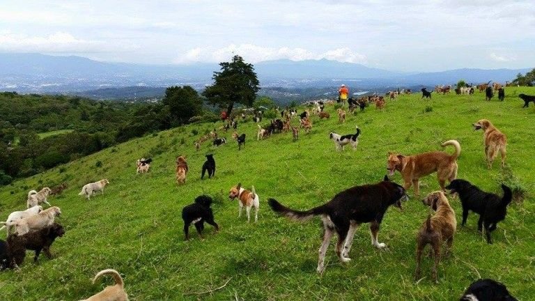 costa_rica_free_range_pet_sanctuary_b285fbfbac328d3394b26882265afca54d5f94c7.jpg