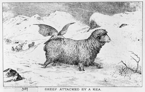 kea_sheep.jpg