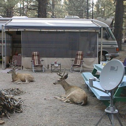 deer-camp.jpeg