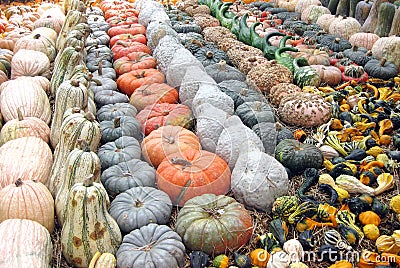 pumpkins-gourds-squashes-11573742.jpg