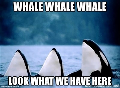 whale-whale-whale-look-what-we-have-here.jpg