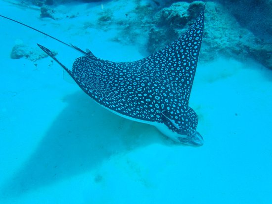 giant-spotted-eagle-ray.jpg