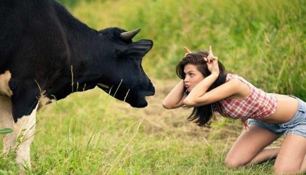 funny-animals-facts-cow-620x355.jpg