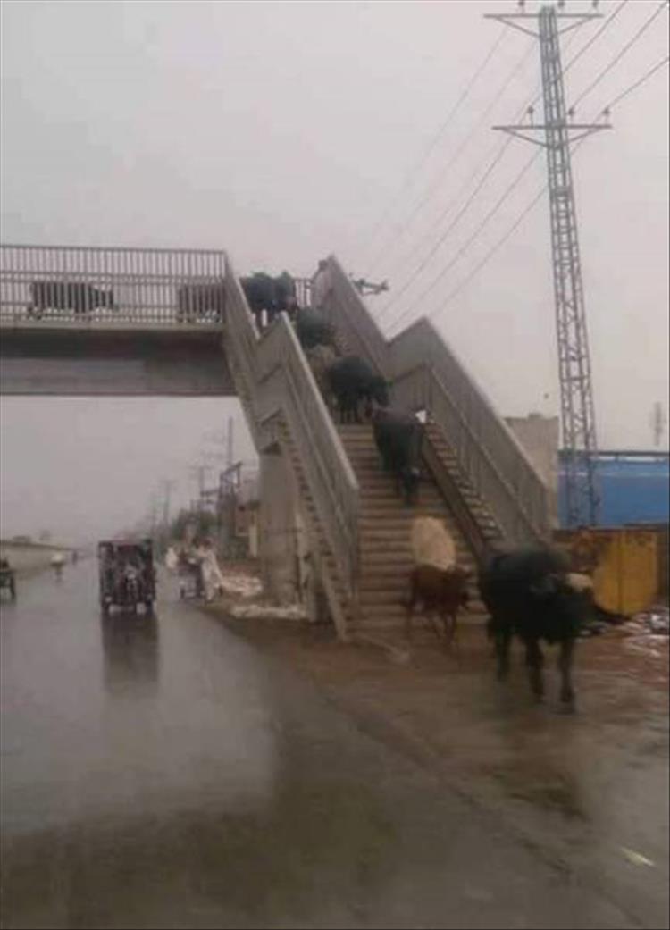 cow-crossing.jpg