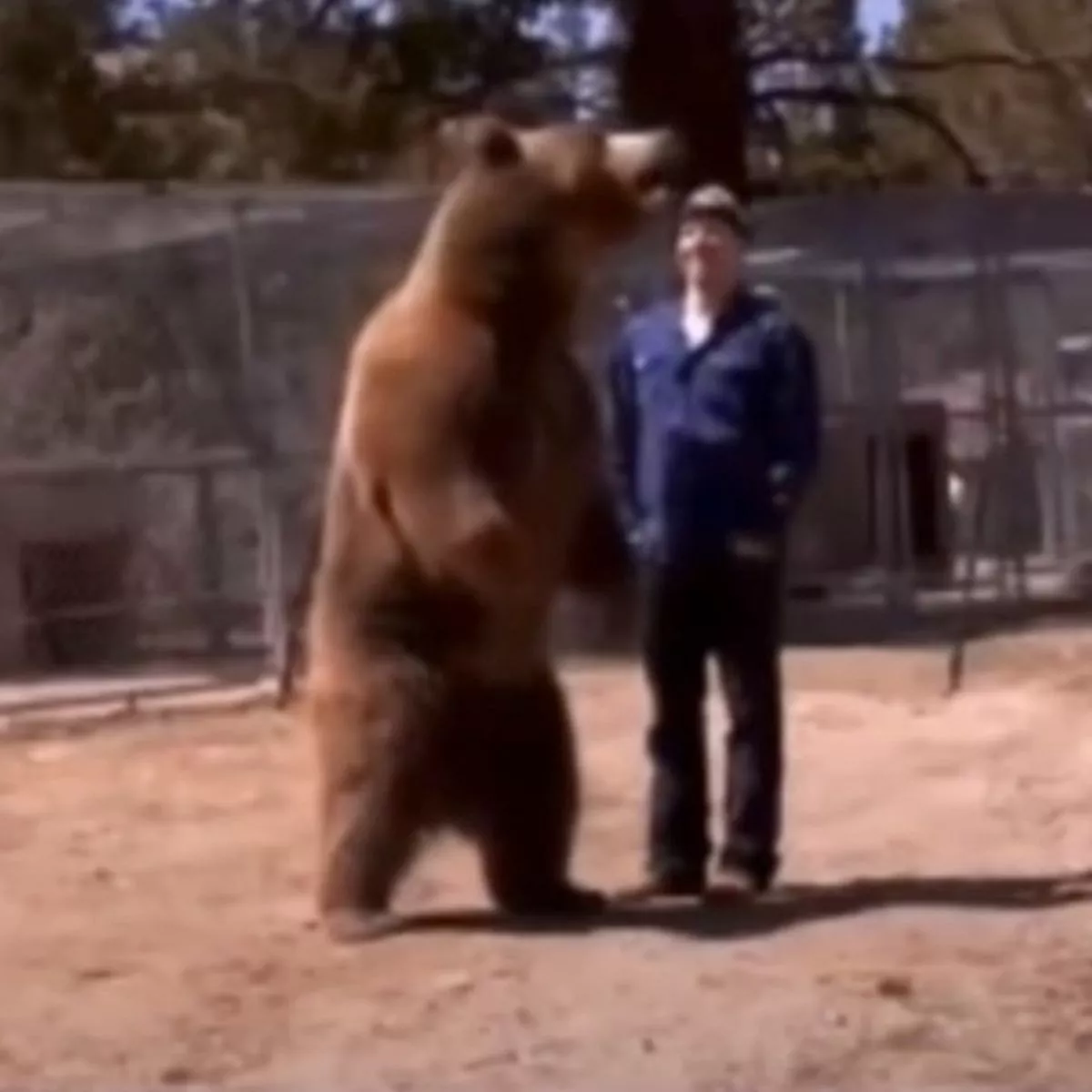 2_Horrifying-moment-bear-mauls-trainer-to-death-after-simple-routine-goes-wrong.jpg