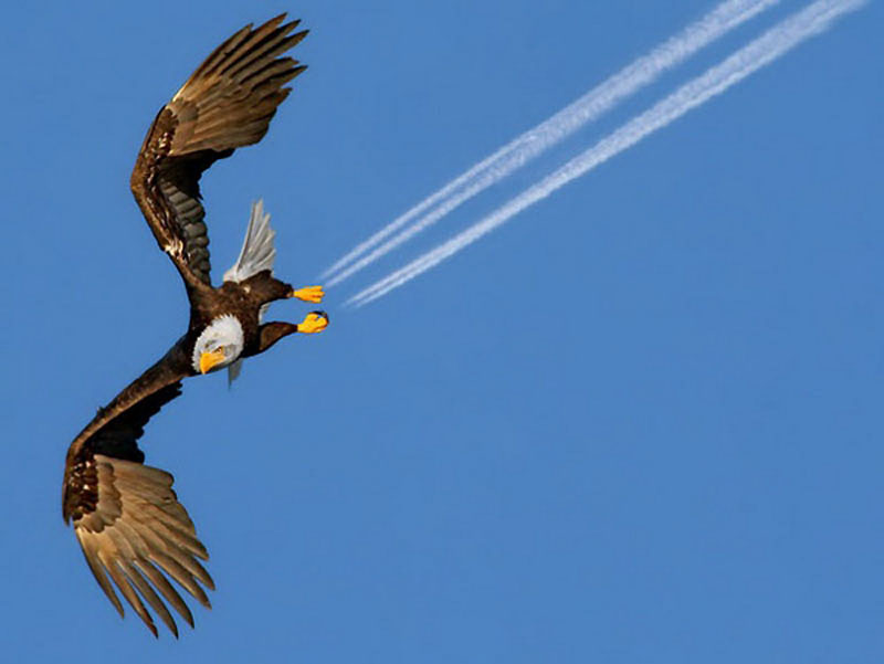 eagle-perfect-timing.jpg